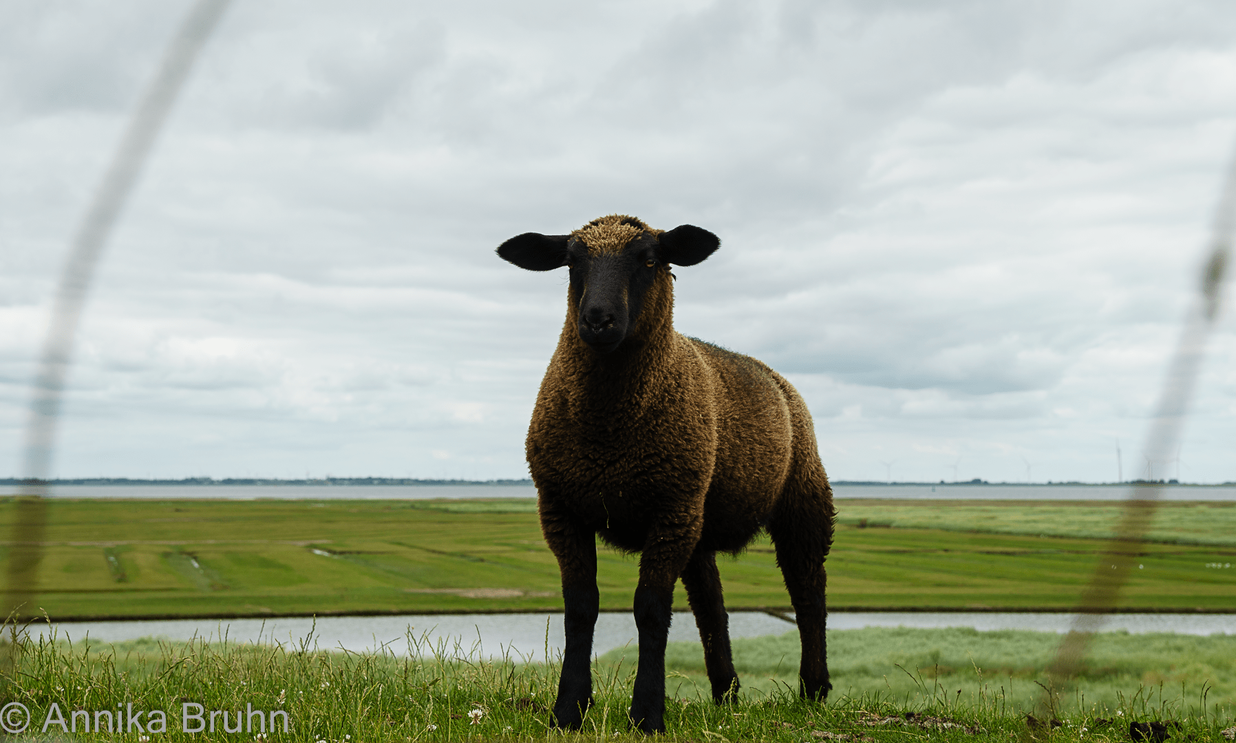 Ein Schaf auf dem Deich!